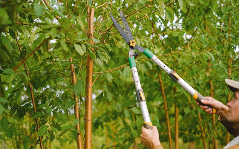 Tree trimming in Angola, IN