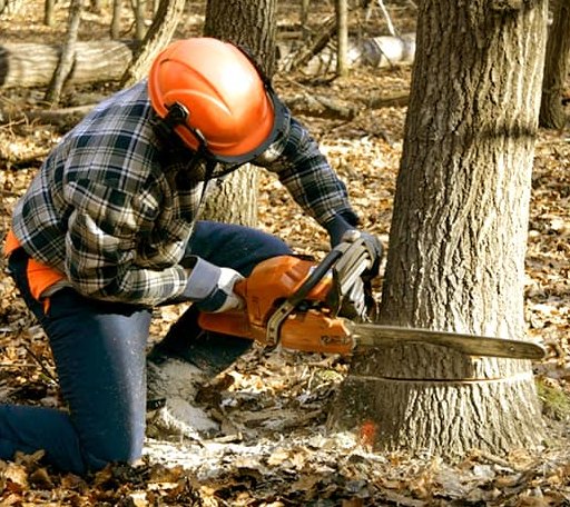 Tree Removal in Angola, IN